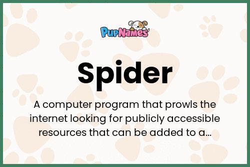 Spider dog name meaning