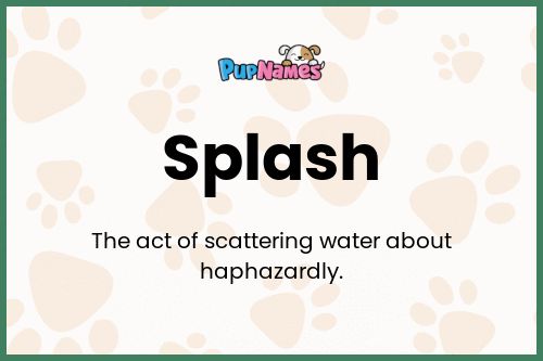 Splash dog name meaning