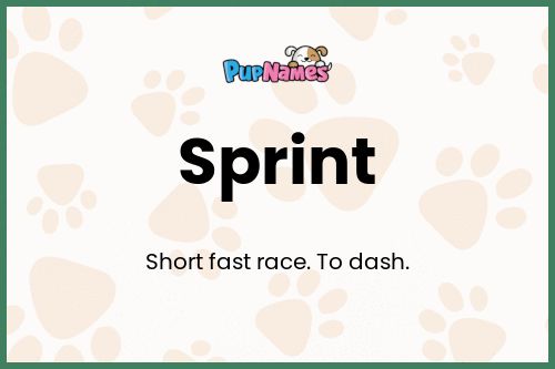 Sprint dog name meaning