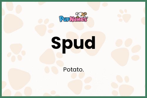Spud dog name meaning