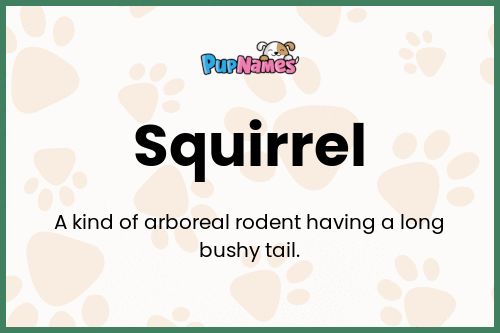 Squirrel dog name meaning