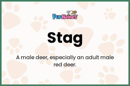 Stag dog name meaning