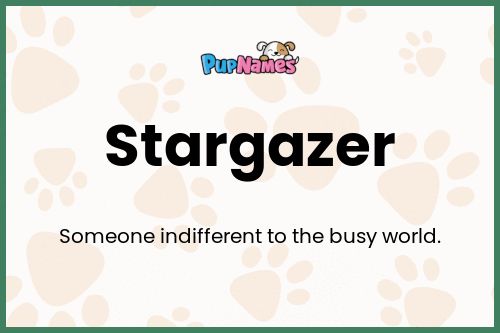 Stargazer dog name meaning