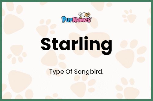 Starling dog name meaning