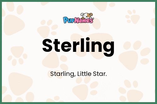 Sterling dog name meaning