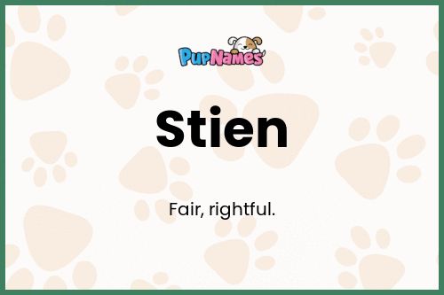 Stien dog name meaning