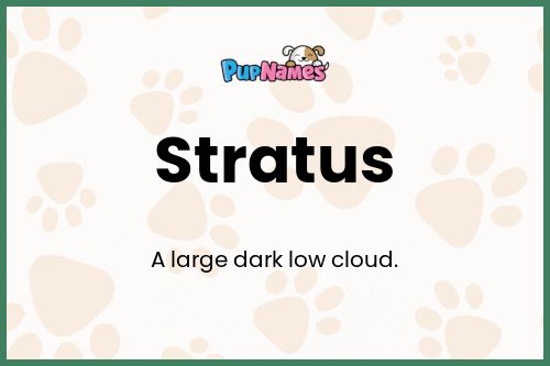 Stratus dog name meaning