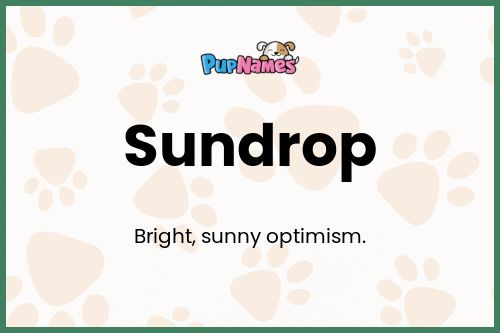 Sundrop dog name meaning