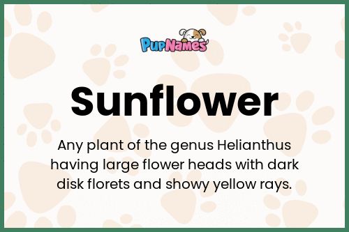 Sunflower dog name meaning