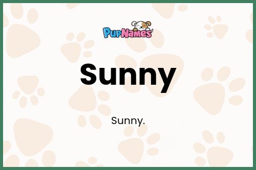 Sunny dog name meaning