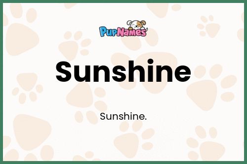 Sunshine dog name meaning