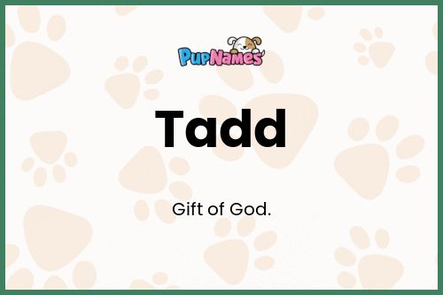 Tadd dog name meaning