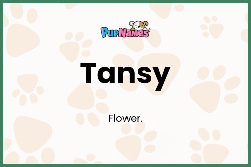 Tansy dog name meaning