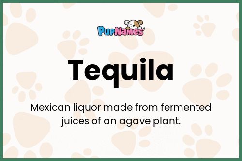 Tequila dog name meaning