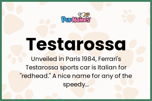 Testarossa dog name meaning