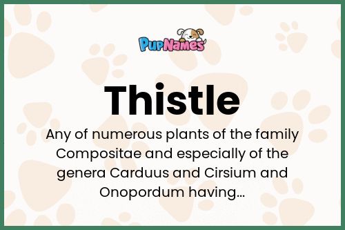 Thistle dog name meaning