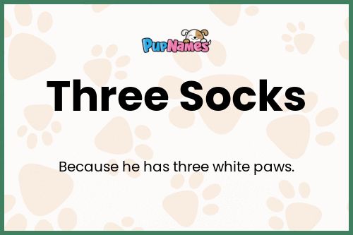 Three Socks dog name meaning