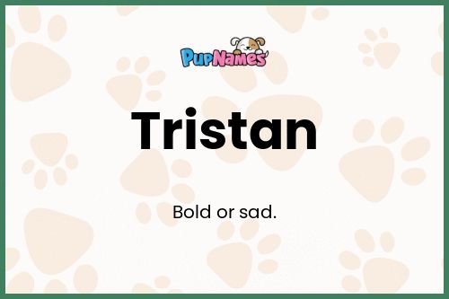 Tristan dog name meaning