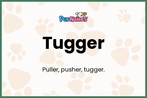 Tugger dog name meaning