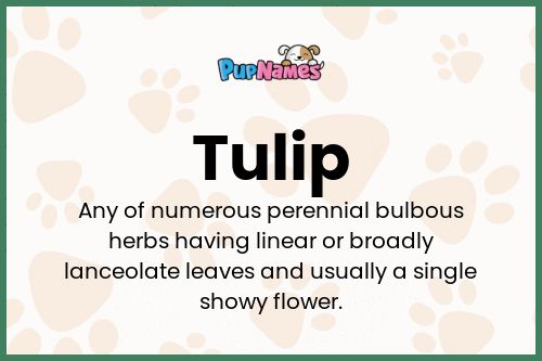 Tulip dog name meaning