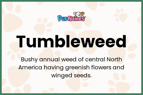 Tumbleweed dog name meaning