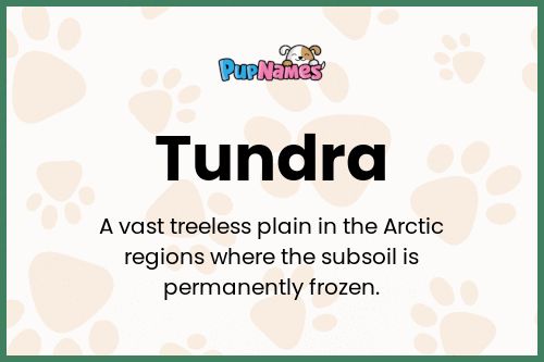 Tundra dog name meaning