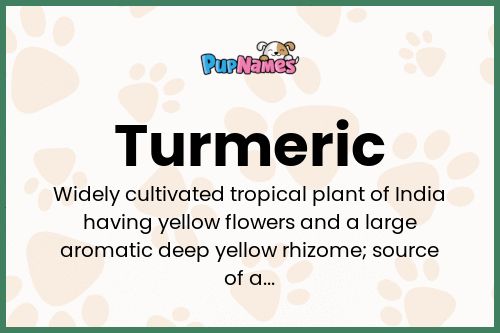 Turmeric dog name meaning