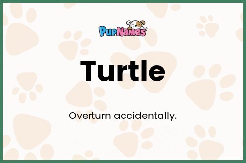 Turtle dog name meaning