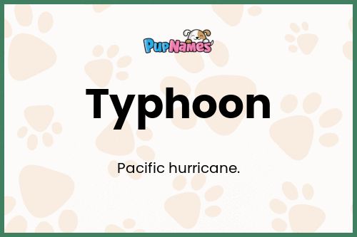 Typhoon dog name meaning