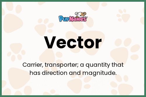 Vector dog name meaning