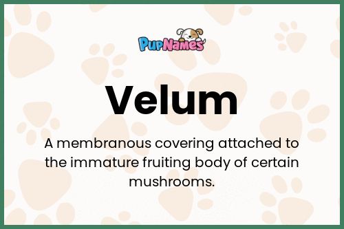 Velum dog name meaning