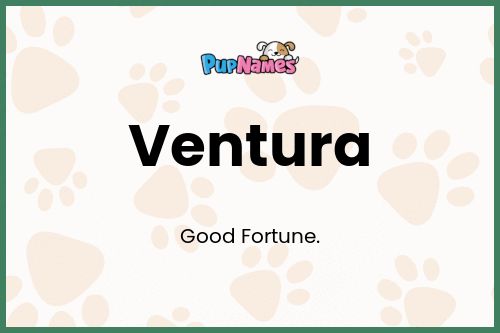 Ventura dog name meaning