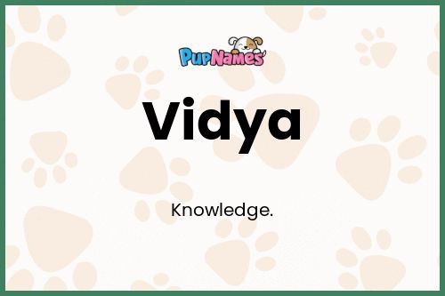 Vidya dog name meaning