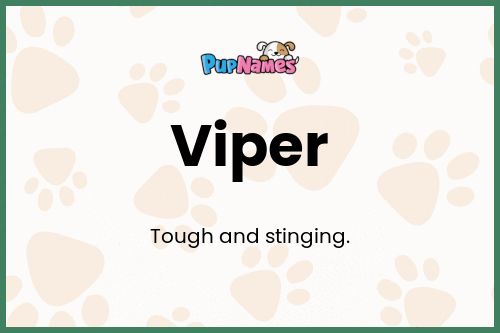 Viper dog name meaning