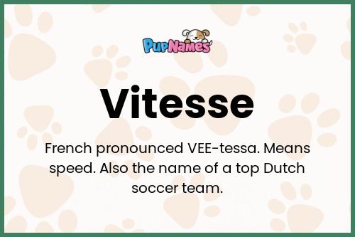 Vitesse dog name meaning