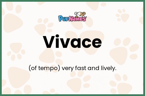 Vivace dog name meaning