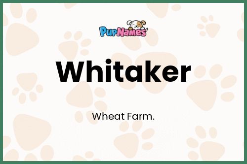 Whitaker dog name meaning