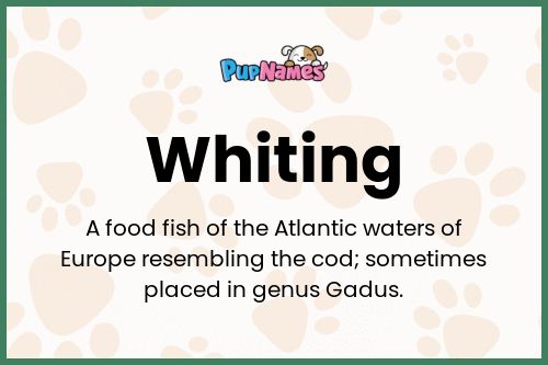 Whiting dog name meaning