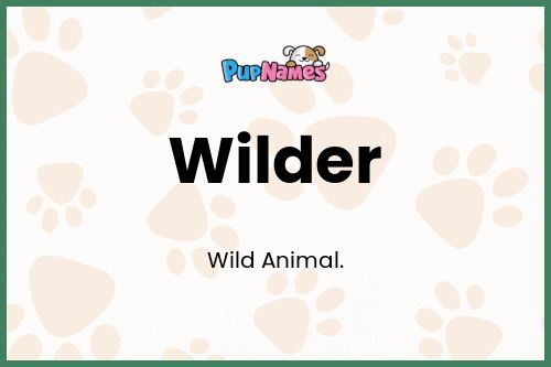 Wilder dog name meaning