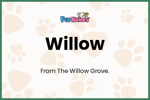 Willow dog name meaning