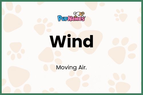 Wind dog name meaning