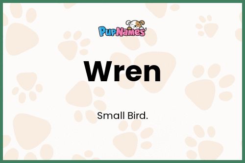 Wren dog name meaning