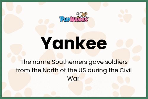 Yankee dog name meaning