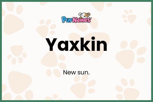 Yaxkin dog name meaning