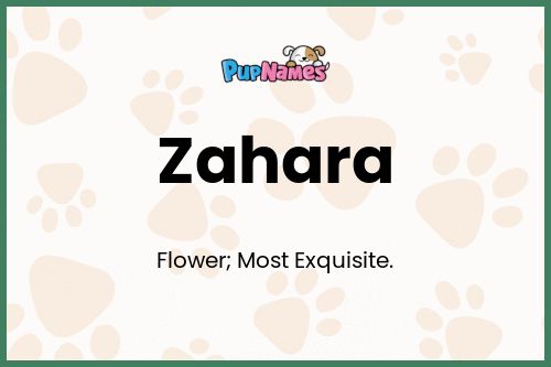 Zahara dog name meaning