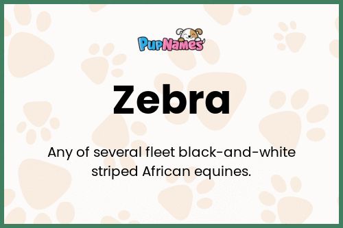 Zebra dog name meaning