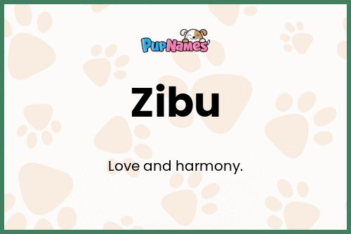 Zibu dog name meaning