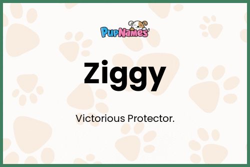 Ziggy dog name meaning