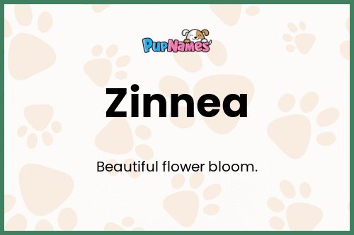 Zinnea dog name meaning