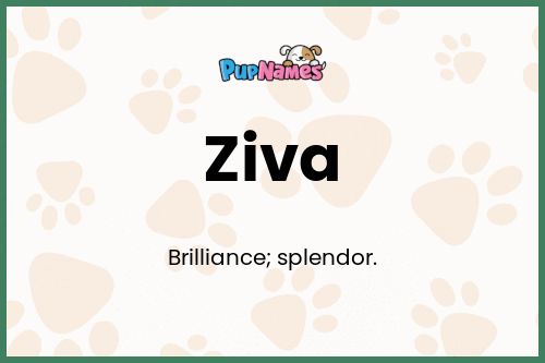 Ziva dog name meaning